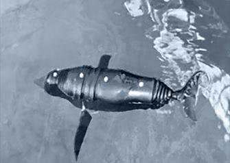 水下仿生机器人：红外动捕系统用于机器海豚开发