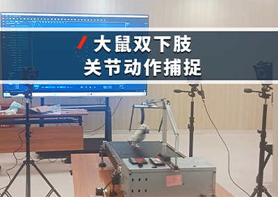 大鼠双下肢关节动作捕捉